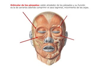 Orbicular de los párpados: están alrededor de los párpados y su función
es la de cerrarlos además comprimir el saco lagrimal, movimiento de las cejas.
 