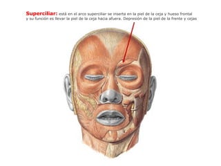 Superciliar: está en el arco superciliar se inserta en la piel de la ceja y hueso frontal
y su función es llevar la piel de la ceja hacia afuera. Depresión de la piel de la frente y cejas
 