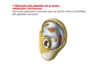 • Músculos del pabellón de la oreja:
•Músculos intrínsecos.
Son unos pequeños músculos que se ubican entre el cartílago
del pabellón auricular.
 