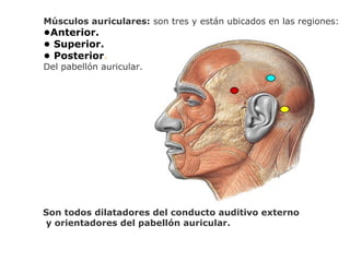 Músculos auriculares: son tres y están ubicados en las regiones:
•Anterior.
• Superior.
• Posterior.
Del pabellón auricular.
Son todos dilatadores del conducto auditivo externo
y orientadores del pabellón auricular.
 