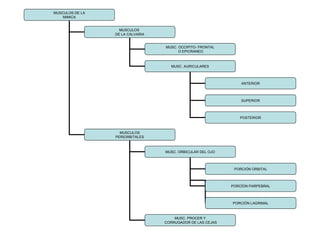 MUSCULOS DE LA
MIMICA
MUSCULOS
DE LA CALVARIA
MUSCULOS
PERIORBITALES
MUSC. OCCIPITO- FRONTAL
O EPICRANEO
MUSC. AURICULARES
ANTERIOR
SUPERIOR
POSTERIOR
MUSC. ORBICULAR DEL OJO
MUSC. PROCER Y
CORRUGADOR DE LAS CEJAS
PORCIÓN ORBITAL
PORCÍON PARPEBRAL
PORCIÓN LAGRIMAL
 
