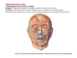 •Músculos de la nariz:
•Transverso de la nariz o nasal:
Origen: Músculo triangular, adosado sobre el dorso de la nariz.
Inserción: Del dorso de la nariz, donde nace, se dirige al músculo abajo
hacia el surco del ala de la nariz y termina en la piel y en el músculo mirtiforme.
Acción: Estrecha las aberturas nasales, atrayendo hacia arriba los tegumentos.
 