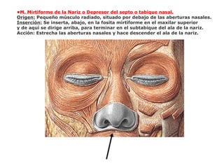 •M. Mirtiforme de la Nariz o Depresor del septo o tabique nasal.
Origen: Pequeño músculo radiado, situado por debajo de las aberturas nasales.
Inserción: Se inserta, abajo, en la fosita mirtiforme en el maxilar superior
y de aquí se dirige arriba, para terminar en el subtabique del ala de la nariz.
Acción: Estrecha las aberturas nasales y hace descender el ala de la nariz.
 