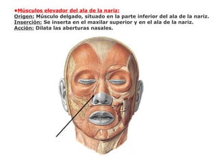 •Músculos elevador del ala de la nariz:
Origen: Músculo delgado, situado en la parte inferior del ala de la nariz.
Inserción: Se inserta en el maxilar superior y en el ala de la nariz.
Acción: Dilata las aberturas nasales.
 