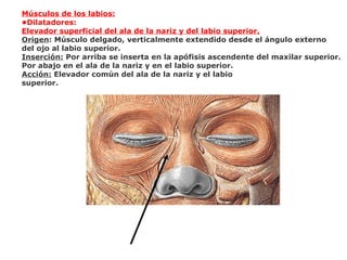 Músculos de los labios:
•Dilatadores:
Elevador superficial del ala de la nariz y del labio superior.
Origen: Músculo delgado, verticalmente extendido desde el ángulo externo
del ojo al labio superior.
Inserción: Por arriba se inserta en la apófisis ascendente del maxilar superior.
Por abajo en el ala de la nariz y en el labio superior.
Acción: Elevador común del ala de la nariz y el labio
superior.
 