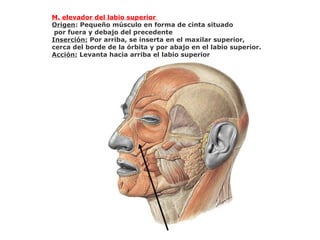 M. elevador del labio superior
Origen: Pequeño músculo en forma de cinta situado
por fuera y debajo del precedente
Inserción: Por arriba, se inserta en el maxilar superior,
cerca del borde de la órbita y por abajo en el labio superior.
Acción: Levanta hacia arriba el labio superior
 