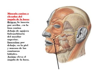 Músculo canino o
elevador del
ángulo de la boca:
Origen: Se inserta
por arriba , en la
fosa canina
debajo de agujero
Infraorbitario
del maxilar
superior.
Inserción: por
debajo, en la piel
y mucosa de las
comisuras
labiales.
Acción: eleva el
ángulo de la boca.
 