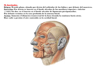 M. buccinador.
Origen: M.sculo plano, situado por detrás del orbicular de los labios y por delante del masetero.
Inserción: Por detrás se inserta en el borde alveolar de los maxilares superior e inferior
y entre los dos, en el inserta en el borde alveolar de ligamento pterigomaxilar.
Por delante termina en la cara profunda de la mucosa bucal.
Acción: Aumenta el diámetro transversal de la boca tirando la comisura hacia atrás.
Hace salir a presión el aire contenido en la cavidad bucal.
 