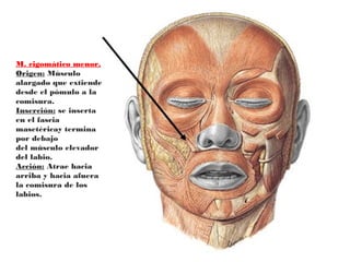 M. cigomático menor.
Origen: Músculo
alargado que extiende
desde el pómulo a la
comisura.
Inserción: se inserta
en el fascia
masetéricay termina
por debajo
del músculo elevador
del labio.
Acción: Atrae hacia
arriba y hacia afuera
la comisura de los
labios.
 