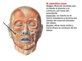M. cigomático mayor
Origen: Músculo acintado que
va desde el pómulo a la
comisura, por fuera del
precedente.
Inserción: se inserta en el
fascia masetérica y termina por
debajo del músculo elevador
del vlabio.
Acción: Atrae hacia arriba y
hacia afuera la comisura de los
labios.
 