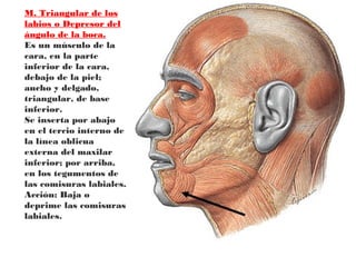M. Triangular de los
labios o Depresor del
ángulo de la boca.
Es un músculo de la
cara, en la parte
inferior de la cara,
debajo de la piel;
ancho y delgado,
triangular, de base
inferior.
Se inserta por abajo
en el tercio interno de
la línea oblicua
externa del maxilar
inferior; por arriba,
en los tegumentos de
las comisuras labiales.
Acción: Baja o
deprime las comisuras
labiales.
 