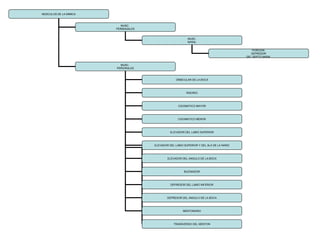 MÚSCULOS DE LA MIMICA
MUSC.
PERINASALES
MUSC.
PERIORALES
MUSC.
NASAL
PORCIÓN
DEPRESOR
DEL SEPTO NASAL
ORBICULAR DE LA BOCA
RISORIO
CIGOMATICO MAYOR
CIGOMATICO MENOR
ELEVADOR DEL LABIO SUPERIOR
ELEVADOR DEL LABIO SUPERIOR Y DEL ALA DE LA NARIZ
ELEVADOR DEL ANGULO DE LA BOCA
BUCINADOR
DEPRESOR DEL LABIO INFERIOR
DEPRESOR DEL ANGULO DE LA BOCA
MENTONIANO
TRANSVERSO DEL MENTON
 