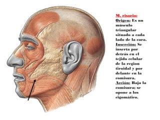 M. risorio:
Origen: Es un
músculo
triangular
situado a cada
lado de la cara.
Inserción: Se
inserta por
detrás en el
tejido celular
de la region
tiroidal y por
delante en la
comisura.
Acción: Baja la
comisura; se
opone a los
cigomático.
 