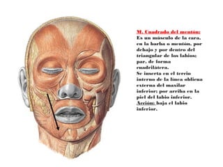 M. Cuadrado del mentón:
Es un músculo de la cara,
en la barba o mentón, por
debajo y por dentro del
triangular de los labios;
par, de forma
cuadrilátera.
Se inserta en el tercio
interno de la línea oblicua
externa del maxilar
inferior; por arriba en la
piel del labio inferior.
Acción: baja el labio
inferior.
 