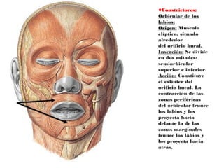 •Constrictores:
Orbicular de los
labios:
Origen: Músculo
elíptico, situado
alrededor
del orificio bucal.
Inserción: Se divide
en dos mitades:
semiorbicular
superior e inferior.
Acción: Constituye
el esfínter del
orificio bucal. La
contracción de las
zonas periféricas
del orbicular frunce
los labios y los
proyecta hacia
delante la de las
zonas marginales
frunce los labios y
los proyecta hacia
atrás.
 