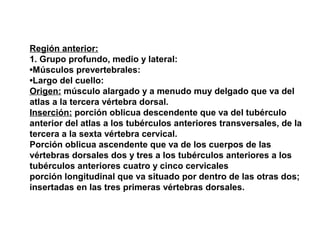 Región anterior:
1. Grupo profundo, medio y lateral:
•Músculos prevertebrales:
•Largo del cuello:
Origen: músculo alargado y a menudo muy delgado que va del
atlas a la tercera vértebra dorsal.
Inserción: porción oblicua descendente que va del tubérculo
anterior del atlas a los tubérculos anteriores transversales, de la
tercera a la sexta vértebra cervical.
Porción oblicua ascendente que va de los cuerpos de las
vértebras dorsales dos y tres a los tubérculos anteriores a los
tubérculos anteriores cuatro y cinco cervicales
porción longitudinal que va situado por dentro de las otras dos;
insertadas en las tres primeras vértebras dorsales.
 