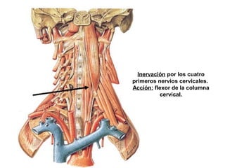 Inervación por los cuatro
primeros nervios cervicales.
Acción: flexor de la columna
cervical.
 