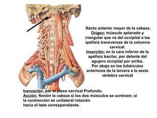 •Recto anterior mayor de la cabeza.
Origen: músculo aplanado y
triangular que va del occipital a las
apófisis transversas de la columna
cervical.
Inserción: en la cara inferior de la
apófisis bacilar, por delante del
agujero occipital por arriba.
Por abajo en los tubérculos
anteriores de la tercera a la sexta
vértebra cervical
Inervación: por el plexo cervical Profundo.
Acción: flexión la cabeza si los dos músculos se contraen; si
la contracción es unilateral rotación
hacia el lado correspondiente.
 