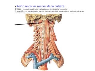 •Recto anterior menor de la cabeza:
Origen: músculo cuadrilátero situado por detrás del precedente.
Inserción: va de la apófisis bacilar a la cara anterior de las masas laterales del atlas.
 