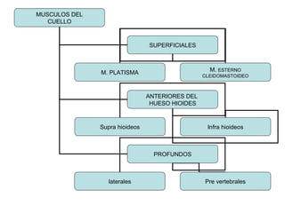 MUSCULOS DEL
CUELLO
SUPERFICIALES
ANTERIORES DEL
HUESO HIOIDES
PROFUNDOS
M. PLATISMA M. ESTERNO
CLEIDOMASTOIDEO
Supra hioideos Infra hioideos
laterales Pre vertebrales
 