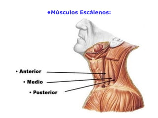 •Músculos Escálenos:
 