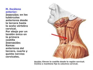 M. Escáleno
anterior:
Inserción: en los
tubérculos
anteriores desde
la tercera hasta
la sexta vértebra
cervical.
Por abajo por un
tendón único en
la primera
costilla
Inervación:
Ramas
anteriores del
tercero, cuarto y
quinto nervios
cervicales.
Acción: Elevan la costilla desde la región cervical.
Inclina o mantiene fija la columna cervical.
 