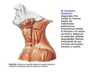 M. Escáleno
Posterior:
Inserción: Por
arriba se inserta
desde los
tubérculos
posteriores
transversos desde
la tercera a la sexta
cervical y abajo en
la segunda costilla.
Inervación: Ramas
anteriores de los
nervios cervicales,
tercero y cuarto.
Acción: Elevan la costilla desde la región cervical.
Inclina o mantiene fija la columna cervical.
 