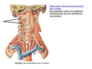 Músculos Intertransversarios
del cuello:
Se insertan entre las apófisis
transversas de las vértebras
cervicales.
Acción: Son inclinadores de la cabeza.
 