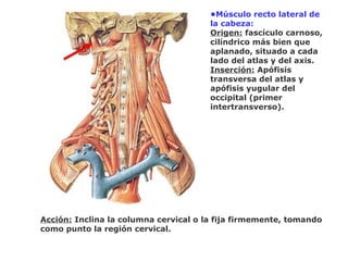 •Músculo recto lateral de
la cabeza:
Origen: fascículo carnoso,
cilíndrico más bien que
aplanado, situado a cada
lado del atlas y del axis.
Inserción: Apófisis
transversa del atlas y
apófisis yugular del
occipital (primer
intertransverso).
Acción: Inclina la columna cervical o la fija firmemente, tomando
como punto la región cervical.
 