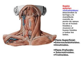 Región
anterior:
•Infrahioideos:
Descienden la
laringe y la
mandíbula
cuando su
punto de apoyo
es en el hueso
hioides y
mueven el
hueso hioides
a todos los
lados.
•Plano Superficial:
•Esternocleidohioideo.
•Omohiodeo.
•Plano Profundo:
• Esternotiroideo.
•Tirohioideo.
 