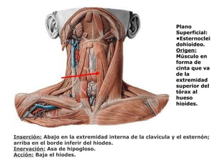 Plano
Superficial:
•Esternoclei
dohioideo.
Origen:
Músculo en
forma de
cinta que va
de la
extremidad
superior del
tórax al
hueso
hioides.
Inserción: Abajo en la extremidad interna de la clavícula y el esternón;
arriba en el borde inferir del hiodes.
Inervación: Asa de hipogloso.
Acción: Baja el hiodes.
 