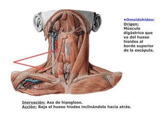 •Omoidohideo:
Origen:
Músculo
digástrico que
va del hueso
hioides al
borde superior
de la escápula.
Inervación: Asa de hipogloso.
Acción: Baja el hueso hiodes inclinándolo hacia atrás.
 