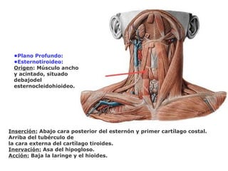 •Plano Profundo:
•Esternotiroideo:
Origen: Músculo ancho
y acintado, situado
debajodel
esternocleidohioideo.
Inserción: Abajo cara posterior del esternón y primer cartílago costal.
Arriba del tubérculo de
la cara externa del cartílago tiroides.
Inervación: Asa del hipogloso.
Acción: Baja la laringe y el hioides.
 