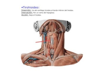 •Tirohioideo:
Inserción: Va del cartílago tiroides al borde inferior del hioides.
Inervación: Por un ramo del hipogloso.
Acción: Baja el hioides.
 