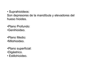 • Suprahioideos:
Son depresores de la mandíbula y elevadores del
hueso hioides.
•Plano Profundo:
•Genihioideo.
•Plano Medio:
•Milohioideo.
•Plano superficial:
•Digástrico.
• Estilohioideo.
 