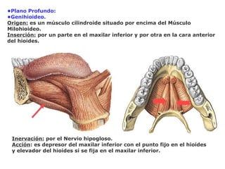 •Plano Profundo:
•Genihioideo.
Origen: es un músculo cilindroide situado por encima del Músculo
Milohioideo.
Inserción: por un parte en el maxilar inferior y por otra en la cara anterior
del hioides.
Inervación: por el Nervio hipogloso.
Acción: es depresor del maxilar inferior con el punto fijo en el hioides
y elevador del hioides si se fija en el maxilar inferior.
 