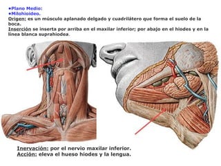 •Plano Medio:
•Milohioideo.
Origen: es un músculo aplanado delgado y cuadrilátero que forma el suelo de la
boca.
Inserción se inserta por arriba en el maxilar inferior; por abajo en el hiodes y en la
línea blanca suprahiodea.
Inervación: por el nervio maxilar inferior.
Acción: eleva el hueso hiodes y la lengua.
 