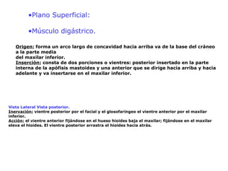 •Plano Superficial:
•Músculo digástrico.
Origen: forma un arco largo de concavidad hacia arriba va de la base del cráneo
a la parte media
del maxilar inferior.
Inserción: consta de dos porciones o vientres: posterior insertado en la parte
interna de la apófisis mastoides y una anterior que se dirige hacia arriba y hacia
adelante y va insertarse en el maxilar inferior.
Vista Lateral Vista posterior.
Inervación: vientre posterior por el facial y el glosofaríngeo el vientre anterior por el maxilar
inferior.
Acción: el vientre anterior fijándose en el hueso hioides baja el maxilar; fijándose en el maxilar
eleva el hioides. El vientre posterior arrastra el hioides hacia atrás.
 
