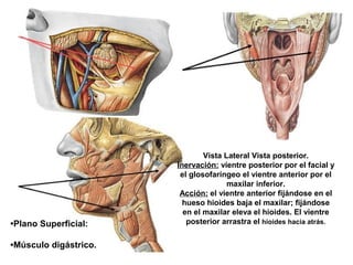 •Plano Superficial:
•Músculo digástrico.
Vista Lateral Vista posterior.
Inervación: vientre posterior por el facial y
el glosofaríngeo el vientre anterior por el
maxilar inferior.
Acción: el vientre anterior fijándose en el
hueso hioides baja el maxilar; fijándose
en el maxilar eleva el hioides. El vientre
posterior arrastra el hioides hacia atrás.
 