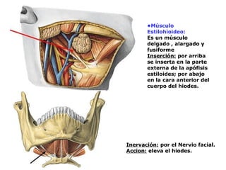 •Músculo
Estilohioideo:
Es un músculo
delgado , alargado y
fusiforme
Inserción: por arriba
se inserta en la parte
externa de la apófisis
estiloides; por abajo
en la cara anterior del
cuerpo del hiodes.
Inervación: por el Nervio facial.
Accion: eleva el hiodes.
 