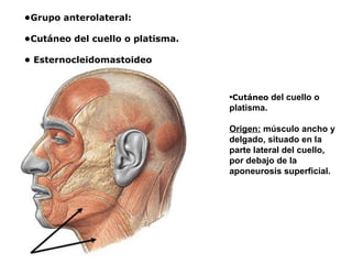 •Grupo anterolateral:
•Cutáneo del cuello o platisma.
• Esternocleidomastoideo
•Cutáneo del cuello o
platisma.
Origen: músculo ancho y
delgado, situado en la
parte lateral del cuello,
por debajo de la
aponeurosis superficial.
 