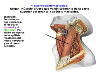 • Esternocleidomastoideo.
Origen: Músculo grueso que va oblicuamente de la parte
superior del tórax a la apófisis mastoides.
Inserción:
Formado por
dos porciones.
El fascículo
esternal y el
clavicular. Por
arriba se inserta
en la apófisis
mastoides del
hueso Temporal
y en el hueso
occipital.
 