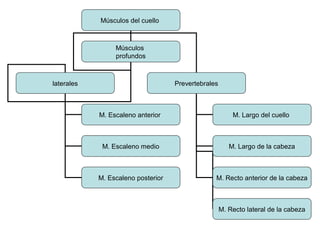 Músculos del cuello
Músculos
profundos
laterales Prevertebrales
M. Escaleno anterior
M. Escaleno medio
M. Escaleno posterior
M. Largo del cuello
M. Largo de la cabeza
M. Recto anterior de la cabeza
M. Recto lateral de la cabeza
 