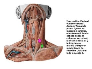 Inervación: Espinal
y plexo cervical.
Acción: Tomando
punto fijo en su
inserción inferior,
el músculo dobla la
cabeza sobre la
columna vertebral,
la inclina hacia si y
le imprime al
mismo tiempo un
movimiento de
rotación (hacia el
lado opuesto ).
 