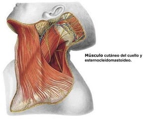 Músculo cutáneo del cuello y
esternocleidomastoideo.
 