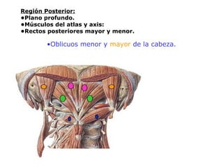 Región Posterior:
•Plano profundo.
•Músculos del atlas y axis:
•Rectos posteriores mayor y menor.
•Oblicuos menor y mayor de la cabeza.
 
