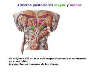•Rectos posteriores mayor y menor.
Se originan del atlas y axis respectivamente y se insertan
en el occipital,
Acción: Son extensores de la cabeza.
 