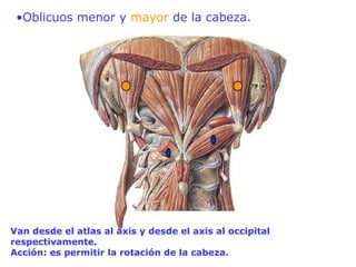 •Oblicuos menor y mayor de la cabeza.
Van desde el atlas al axis y desde el axis al occipital
respectivamente.
Acción: es permitir la rotación de la cabeza.
 