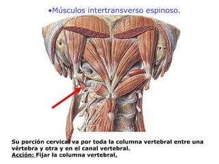 •Músculos intertransverso espinoso.
Su porción cervical va por toda la columna vertebral entre una
vértebra y otra y en el canal vertebral.
Acción: Fijar la columna vertebral.
 