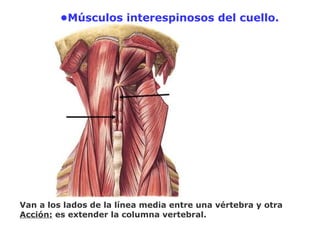•Músculos interespinosos del cuello.
Van a los lados de la línea media entre una vértebra y otra
Acción: es extender la columna vertebral.
 